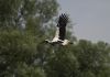 Flying stork by Sergey Green
