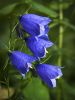 Bluebells of Scotland by Sergey Green