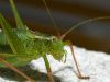 The grasshopper by Sergey Green