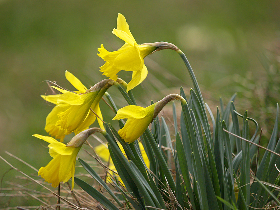 Spring Flowers