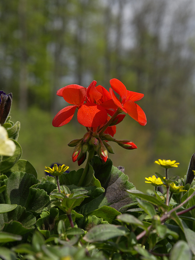 Red Flower (3)