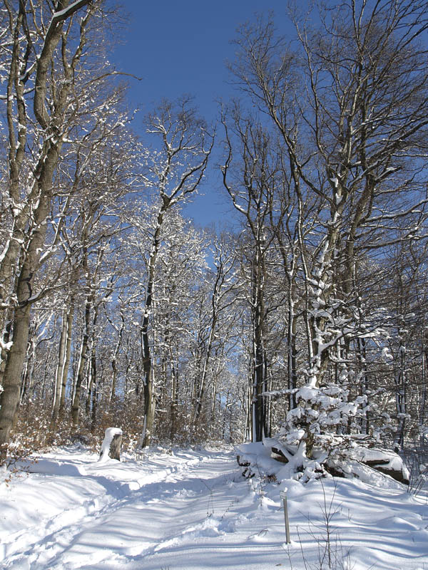 Winter pathways