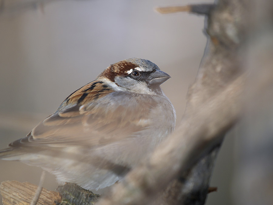 Street Birds - 2