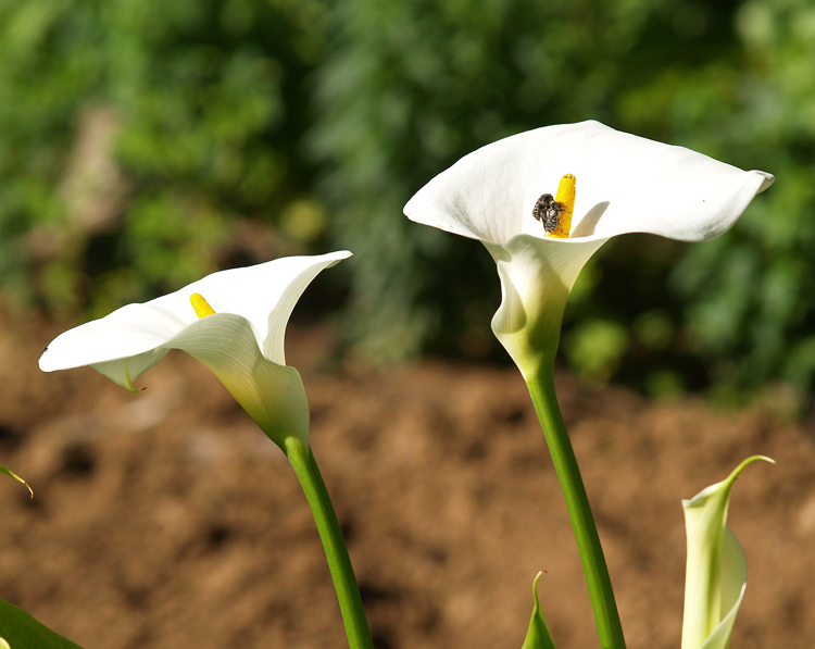 Lilies