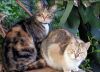 Neighbours Cats by fri go749