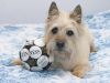 Rocky & Soccer Ball