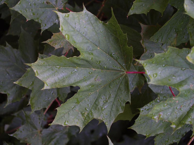 Broad Leaf