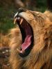 A Lion's Yawn