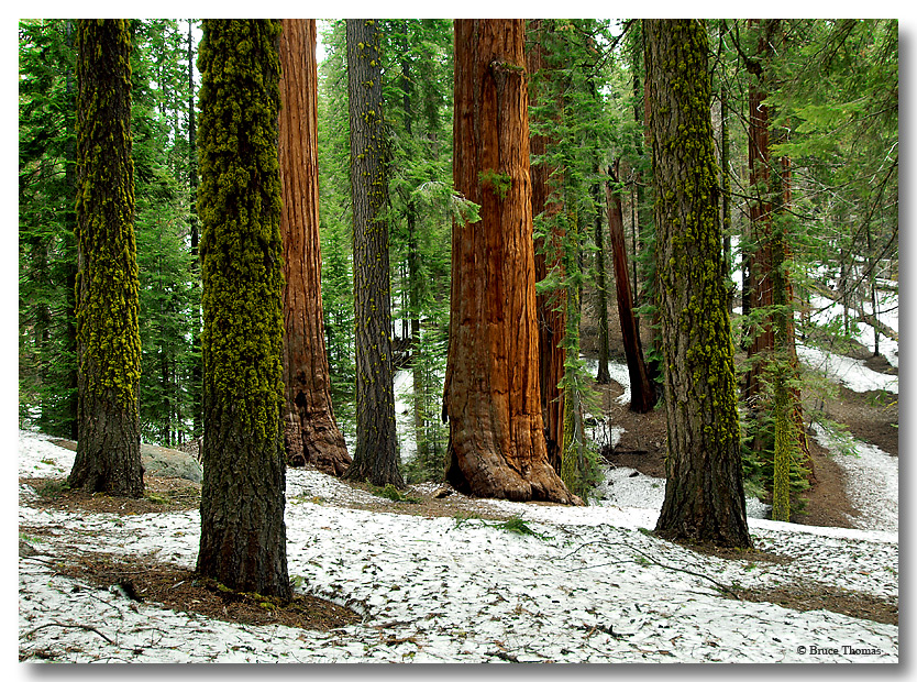 Sequoia Grove...