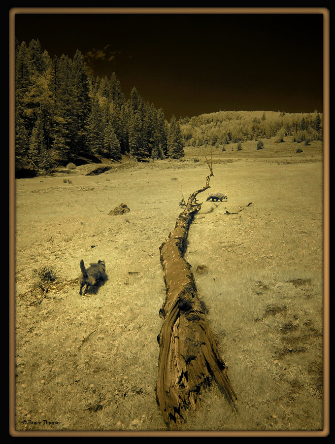 Giant Rocky Mountain Dead Tree Rats