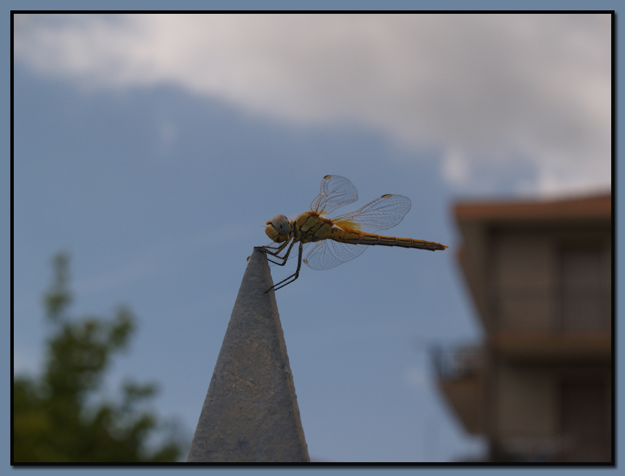 DragonFly in Italy