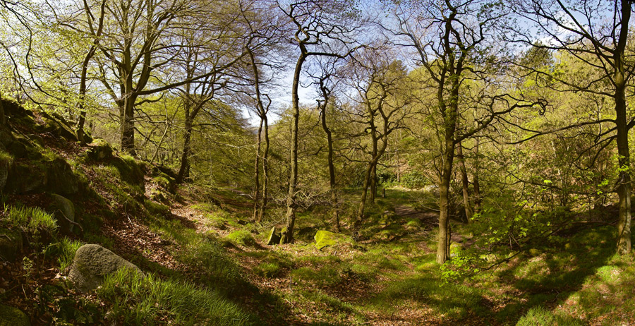 Spring time in Padley Woods