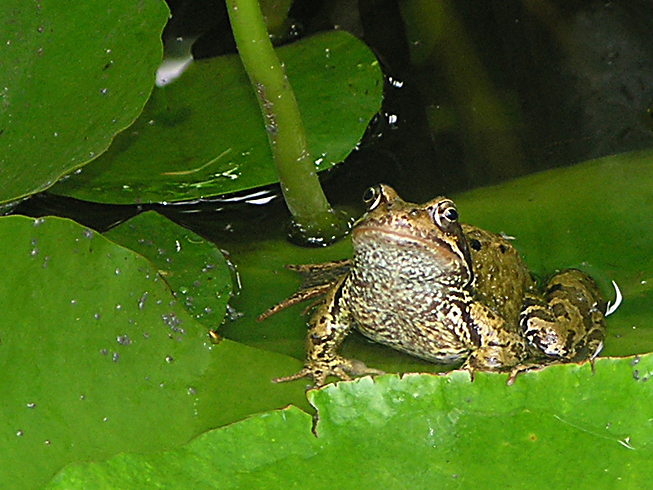 Pond Life