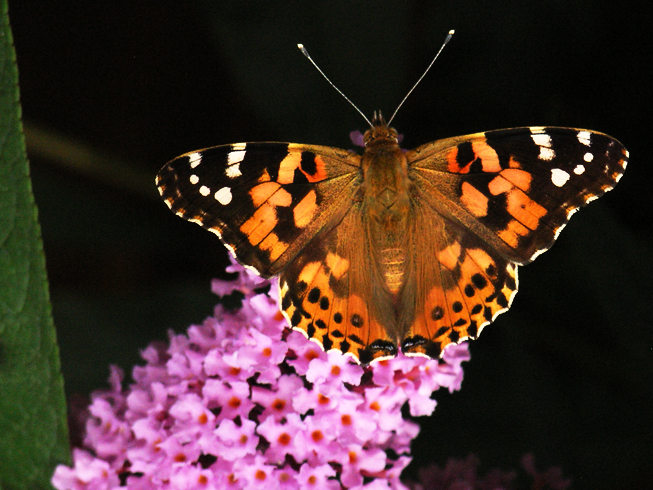 Painted Lady 1