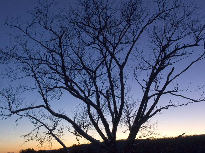 Butternut tree in December Dawn