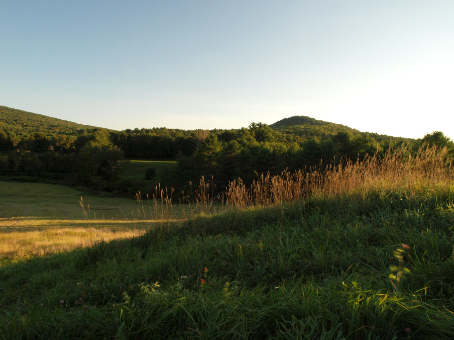 Lyme meadow in evening light