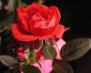 A rose is a rose by Randy Garbez