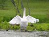 swan defending nest by david hodges