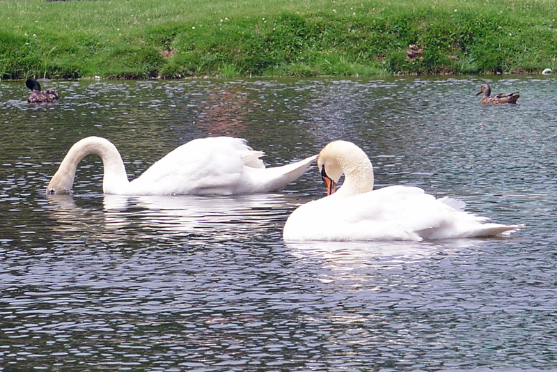 mating pair of swans