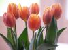 tulips by Hans Koren