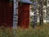Barn and birches by Pekka Nihtinen