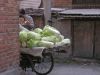 Chinese cabbage anyone? by Pekka Nihtinen