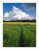 Fields of Summer by Pekka Nihtinen