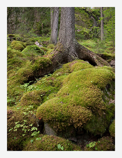 Moss shapes