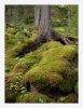 Moss shapes by Pekka Nihtinen