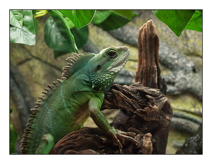 Green Lizard