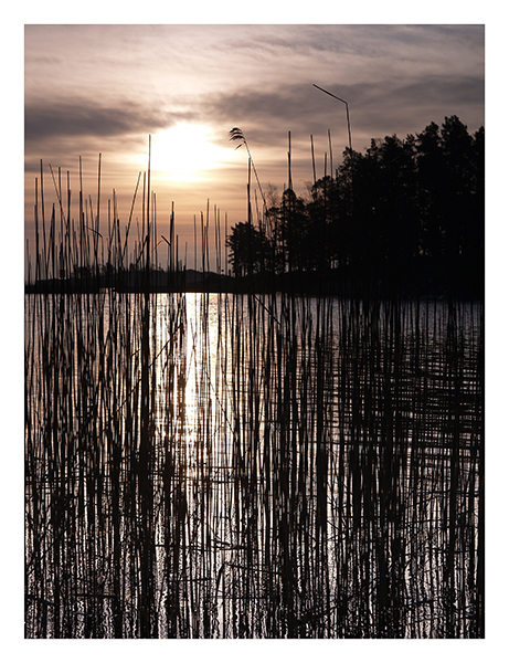 Reeds and rising sun