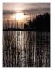 Reeds and rising sun by Pekka Nihtinen