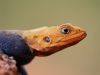Lizard?s head by Pekka Nihtinen