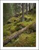 In Autum Forest by Pekka Nihtinen