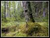Old Birch by Pekka Nihtinen