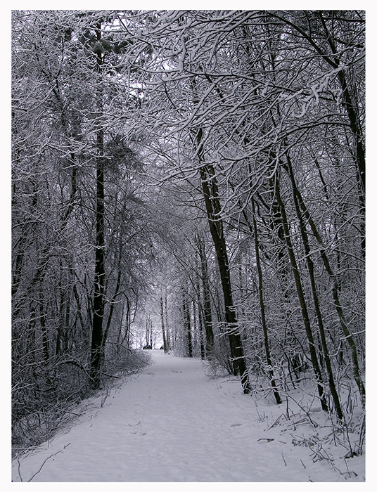 Through snowy forest