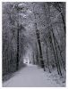 Through snowy forest by Pekka Nihtinen