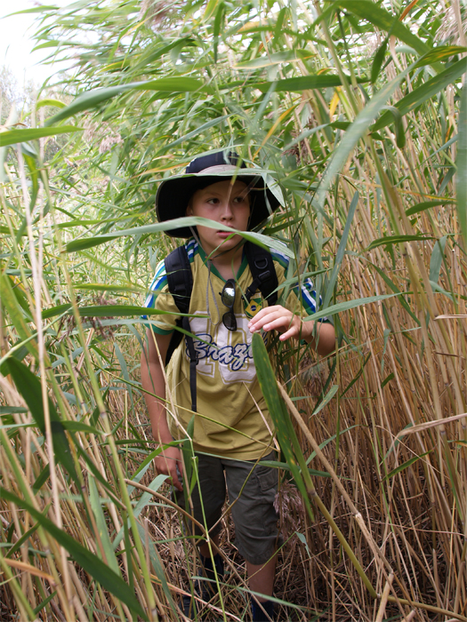 Through the reeds