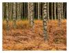 Young birches in autumn forest by Pekka Nihtinen