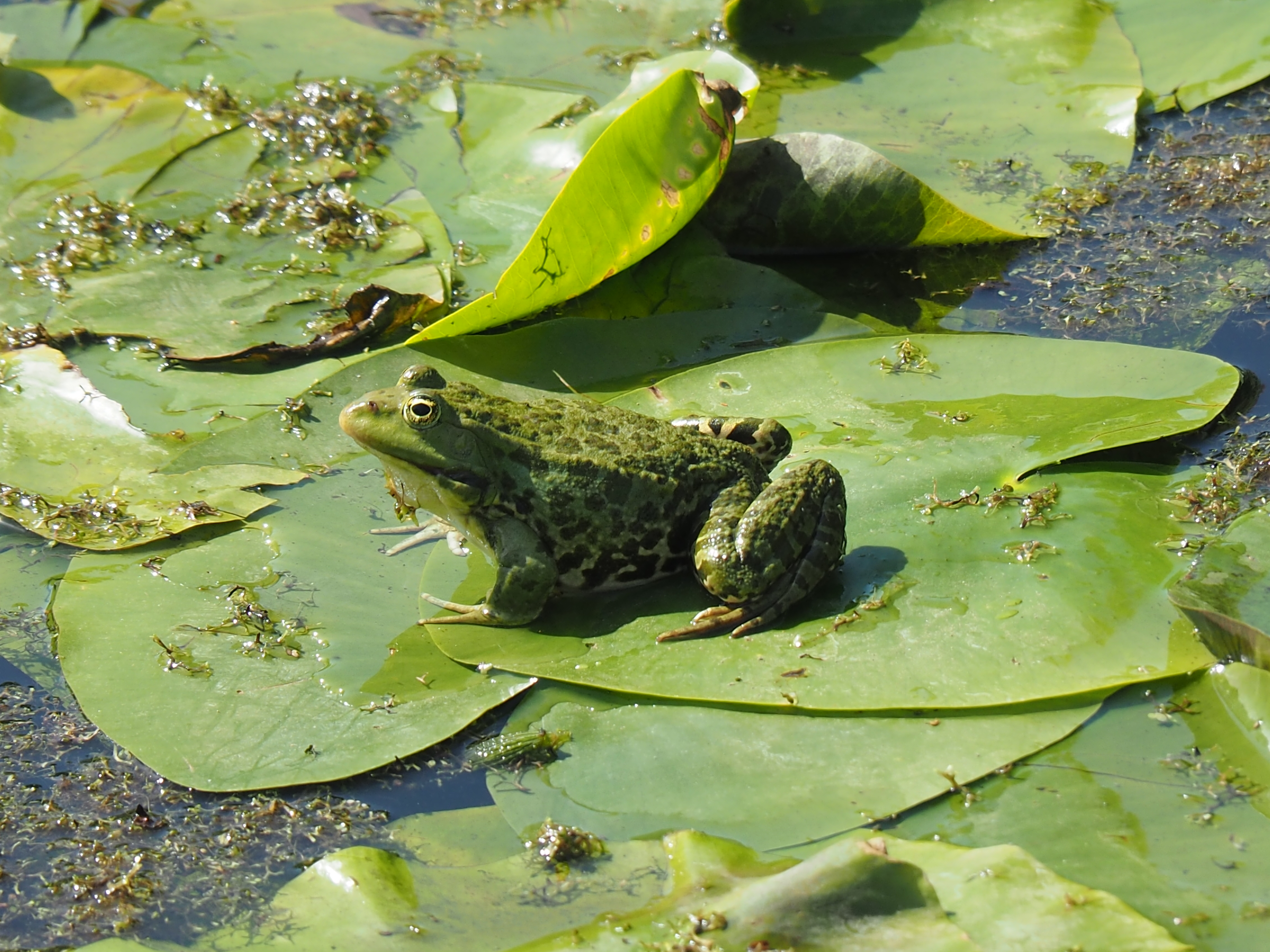 Frog
