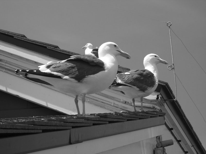 Watchful Gulls