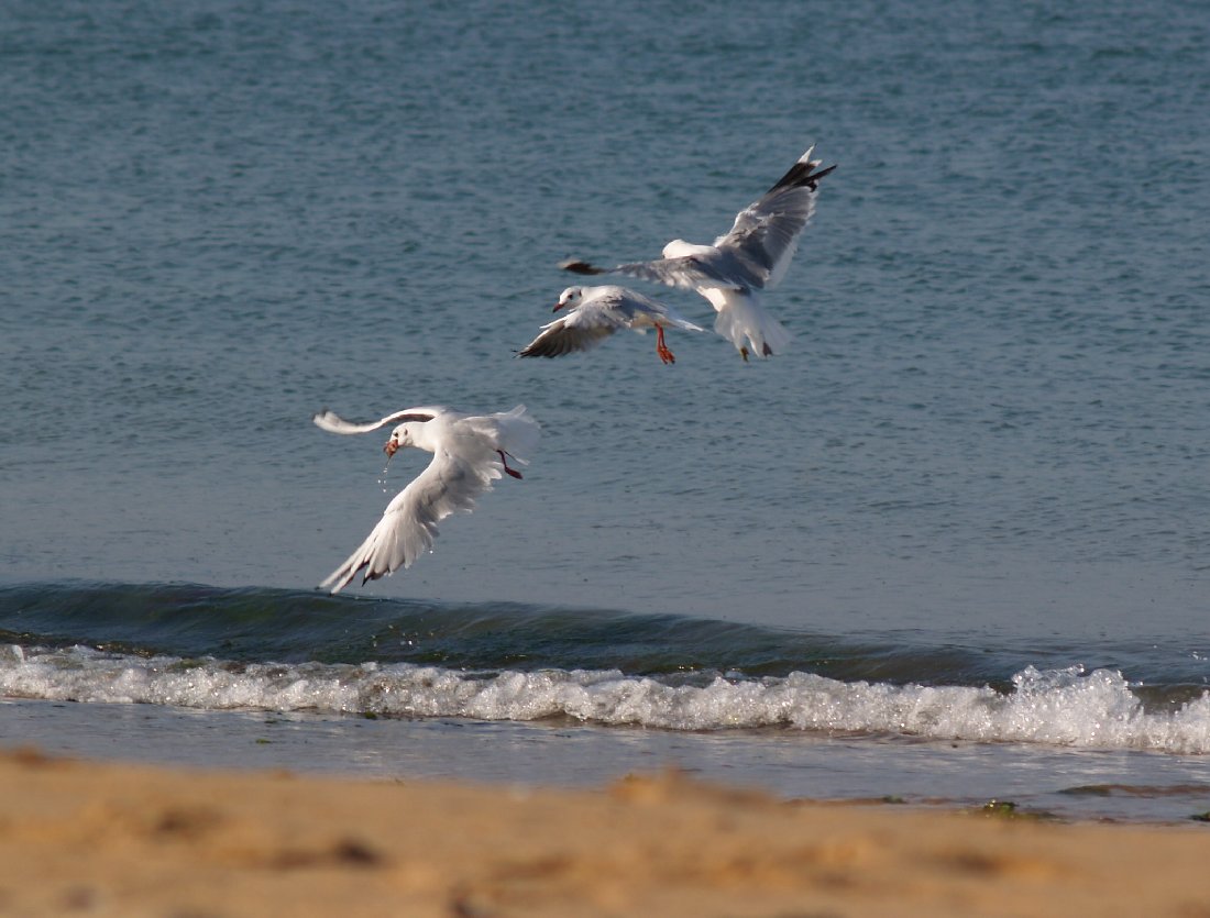 mouettes