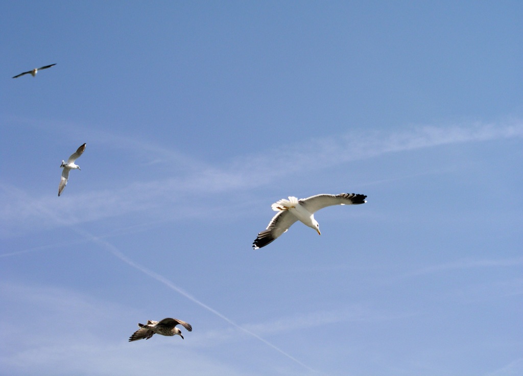 seagull's