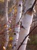 Birches in Lobau by Dietrich Gloger