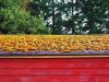 Mossy Shed Roof