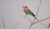 Lavender Breasted Roller