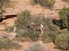 Big Horn Sheep at Arches National Park