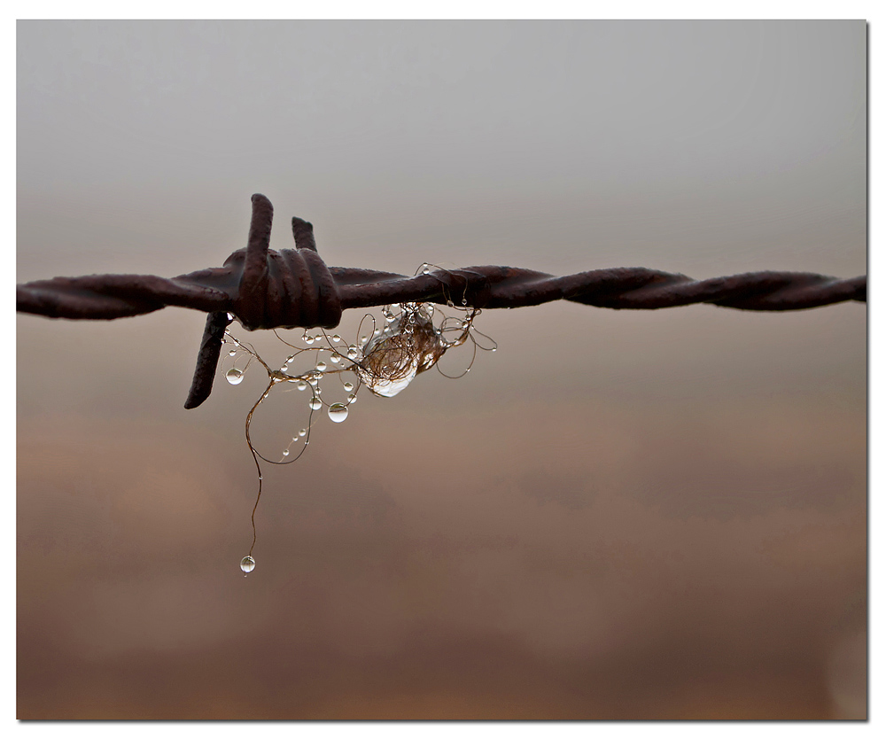 Fence