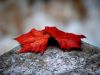 Red Leaf by Rick Speck