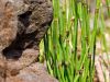 rock and reeds by Donald Bryant